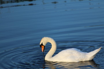 Swan