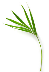 leaf of Areca palm