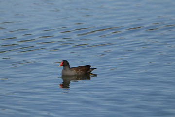 moorhen