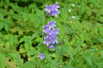 Blue wildflowers