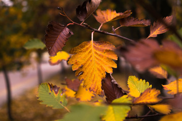 autumn colorful leaves close-up