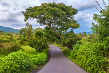 A green tree growing above the road, around a dense tropical vegetation. Landscape of Gunung Batur, Kintamani, Bali, Indonesia.