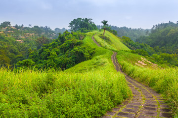 Stone footpath among bright colorful meadows with green grass on the hillside valley. Campuhan Ridge Walk, Ubud, Bali, Indonesia.