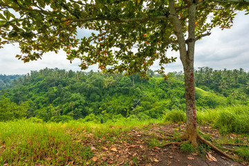 Tree frame on top of a hill with roots sticking out of the ground and fallen brown leaves. Against the background of the rainforest and cloudy weather. Campuhan Ridge Walk, Ubud, Bali, Indonesia.