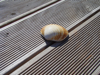 Sea Shell on a wooden terrace in the sun
