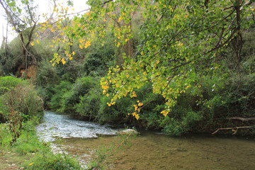 Green vegetation by the river in Chelva, Valencia