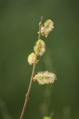 Blooming willow branch in springtime, seasonal easter background