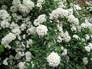 Elegant floral texture of the many white little spirea flowers. Spring flowering bush with white delicate inflorescences of the Spiraea