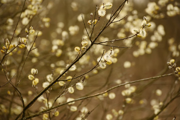 Blooming willow branch in springtime, seasonal vintage easter background with copy space