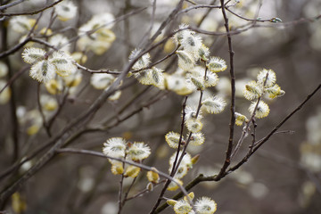 Blooming willow branch in springtime, seasonal vintage easter background with copy space