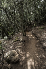 Walking path on a green forest