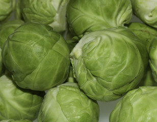 Fototapeta premium Sprouts in isolation