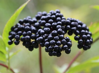 Forest black elderberry, shrub with berries