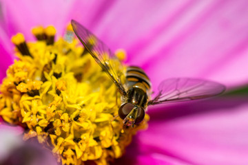 fliege