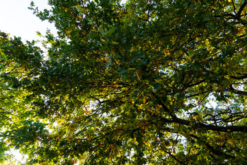 Leaves in Autumn 