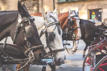 Fotobehang Carriage horses in the center of Vienna, Austria. Tourism concept. © Nikolay N. Antonov