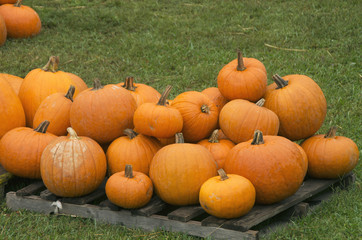 Fototapeta na wymiar Pallet of Pumpkins