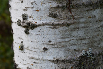 Aspen tree bark