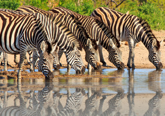 Fototapeta na wymiar Dazzle of zebras drinking with a good water reflection in Hwange National Park, Zimbabwe