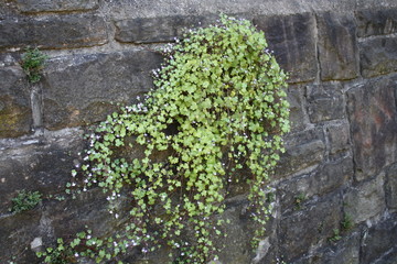 blühende Mauer