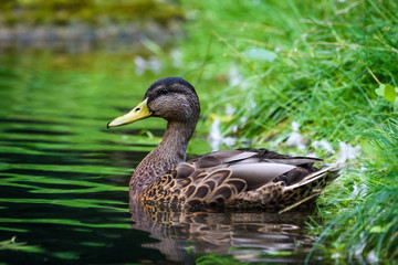 Wild duck sitting in water