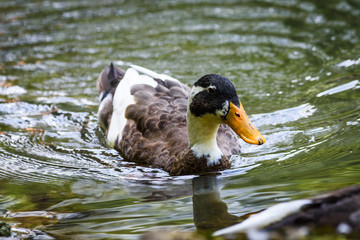 Wild duck swimming