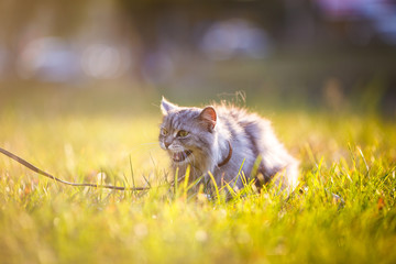 Naklejka na ściany i meble fluffy adult gray cat in green grass hissing and showing displeasure