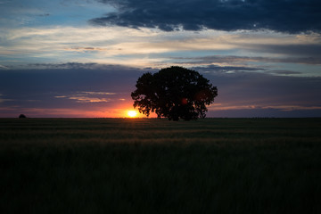 Tree at sunset