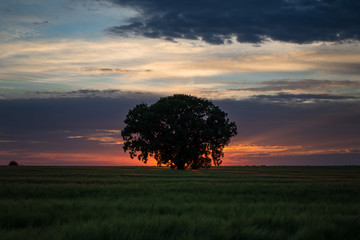 Tree at sunset 