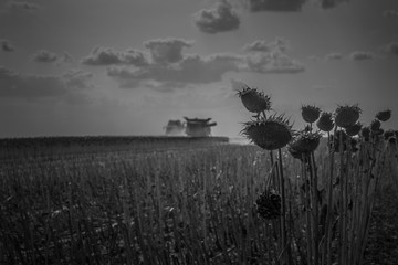 Harvest sunflower 