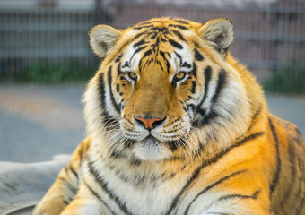 Tiger portret. Animal.