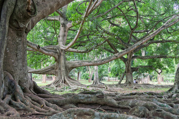 Botanischer Garten von Peradenya - Sri Lanka