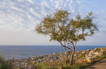 Fototapeta na wymiar Summer morning on the island of Mallorca, Balearic Islands, Spain