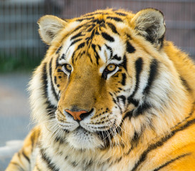 Tiger portret. Animal.