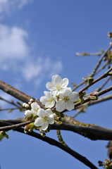 kirschblüte