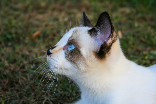 Snowshoe Kitten