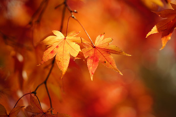 紅葉