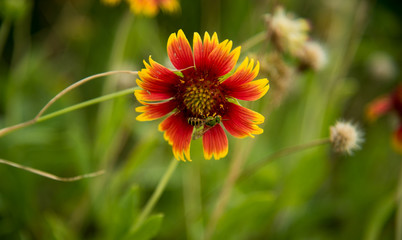 Bee on Flower with Bright Colors Close up Nature
