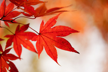 紅葉