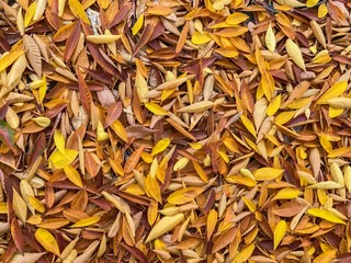 Fall leaves