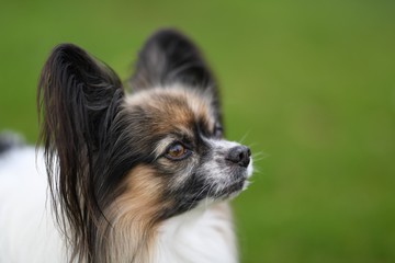 Dog of breed papillon