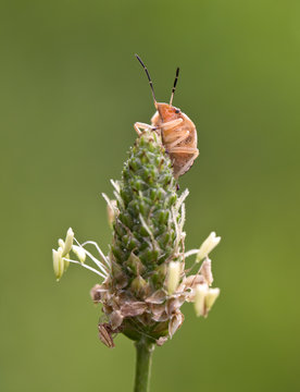 Tiny Stinkbug Macro on Tall Weed