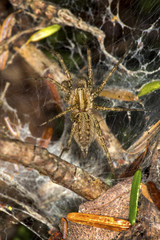 Brown grass spider on the forest floor in New Hampshire.