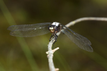 Chalk-fronted corporal dragonfly on branch in Sunapee, New Hampshire.