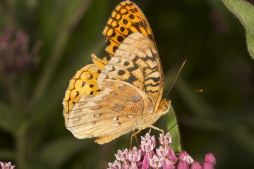Great spangled fritillary butterfly on milkweed flowers in Vernon, Connecticut.