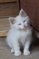 gattino bianco