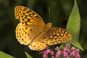Great spangled fritillary butterfly on milkweed flowers in Vernon, Connecticut.