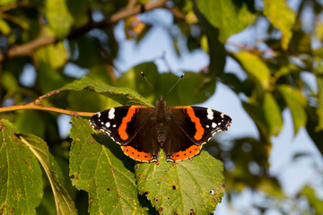 Close up of red admiral butterfly vanessa atalanta. Selective focus. Shallow depth of field.