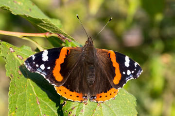 Close up of red admiral butterfly vanessa atalanta. Selective focus. Shallow depth of field.