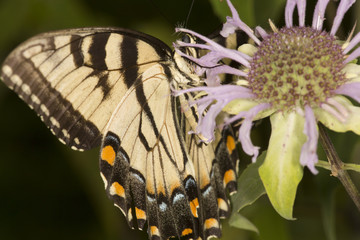 Tiger swallowtail butterfly on bee balm flower in Vernon, Connecticut.